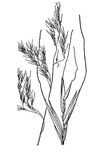 Festuca subuliflora